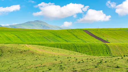 Cultivated green farm fields with blue sky and cloudsの写真素材