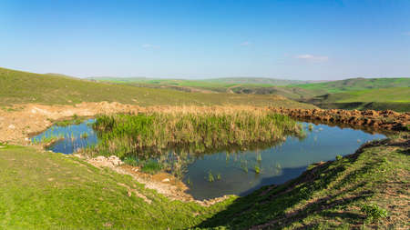 Small pond overgrown with reedsの写真素材