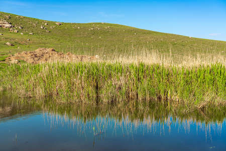 Small pond overgrown with reedsの写真素材