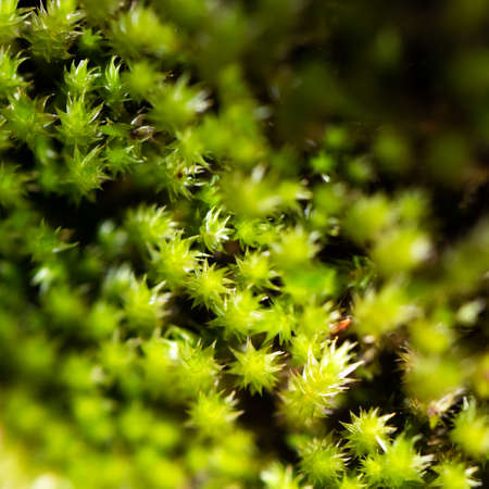 Green moss macro shotの写真素材