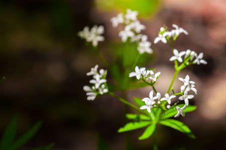 Galium odoratum forest fragrant flowersの写真素材