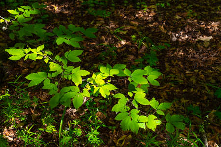 Green branch of beech treeの写真素材
