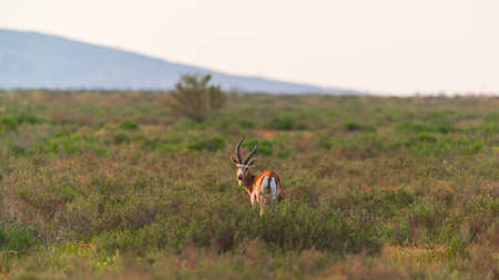 Goitered gazelle Jeyran in field. Wildlife nature reserveの写真素材