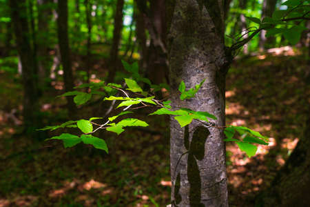 Green branch of beech tree