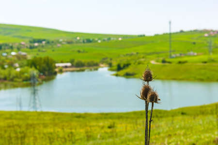 Thistle seed pods near lakeの写真素材