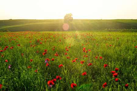 Colorful sunset on the green fieldの写真素材
