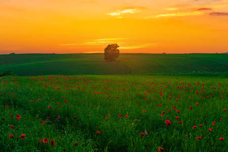 Colorful sunset on the green fieldの写真素材