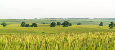 A oak trees on a green fieldの写真素材