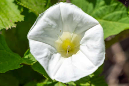 White bindweed flower close upの写真素材