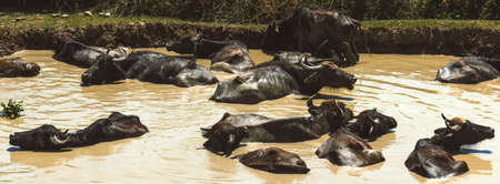 A herd of buffalo swimming in the riverの写真素材