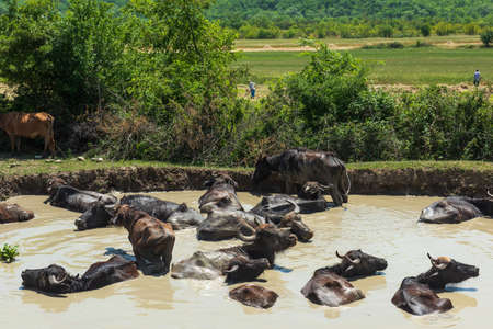 A herd of buffalo swimming in the riverの写真素材