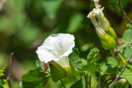 White bindweed flower close up
