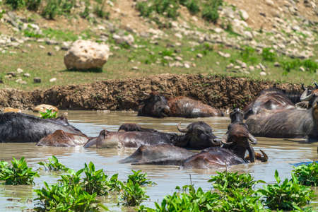A herd of buffalo swimming in the riverの写真素材