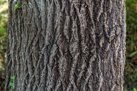 Old tree bark texture backgroundの写真素材