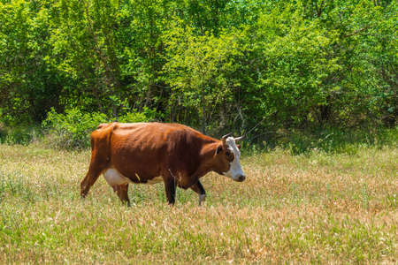 Cow in a clearing in the forestの写真素材