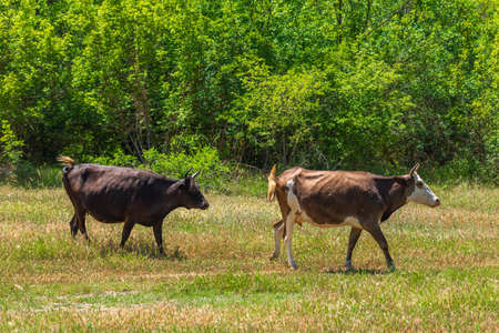 Cows in a clearing in the forestの写真素材