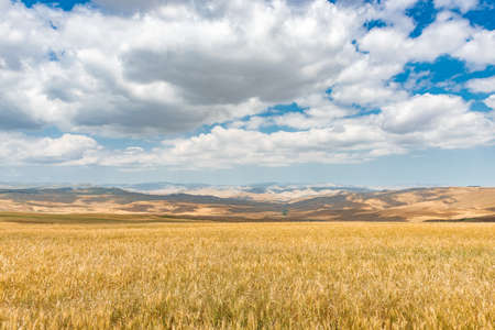 Wheat field and blue sky with cloudsの写真素材
