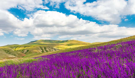 Wild purple flowers in the fieldの写真素材