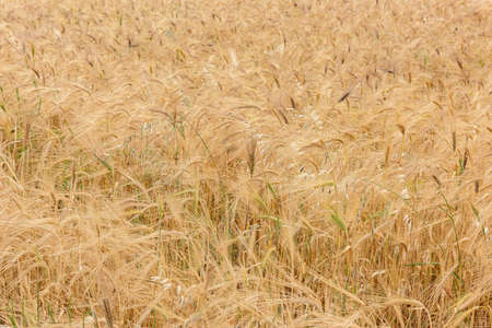Wheat field with golden earsの写真素材