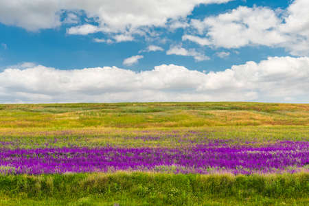 Wild purple flowers in the fieldの写真素材