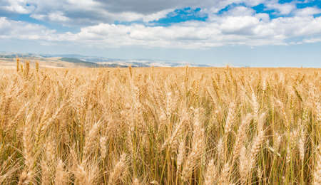 Wheat field and blue sky with cloudsの写真素材