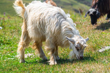 Goat grazes on a green meadowの写真素材