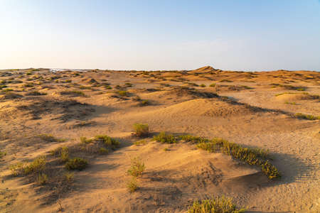 Sand dunes and sparse vegetation in the desertの写真素材
