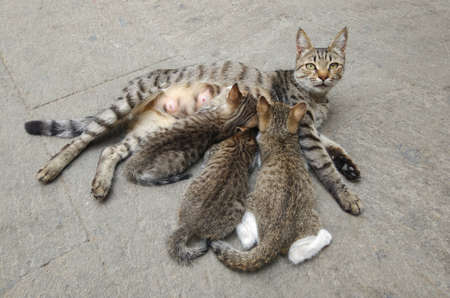 Gray mother cat nursing her babies kittensの写真素材