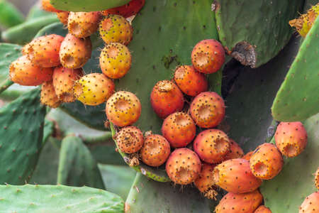 Prickly pear cactus fruitの写真素材