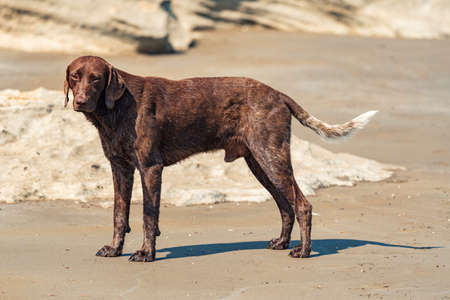 Beautiful Vizsla dog in natureの写真素材