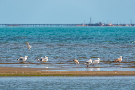 Flock of seagulls on the seaの写真素材