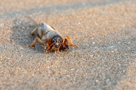 Mole cricket on the sandの写真素材