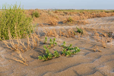A lone green plant survived in a hot desertの写真素材