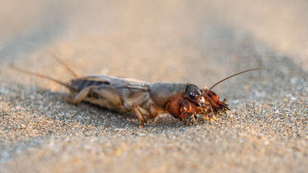 Mole cricket on the sandの写真素材