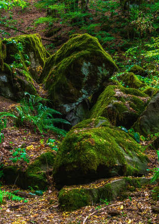 Boulders overgrown with moss in the forestの写真素材