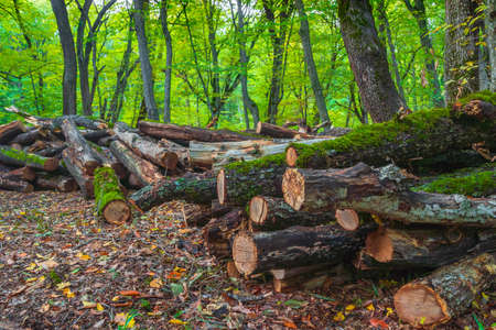 Sawed trees in a green forestの写真素材