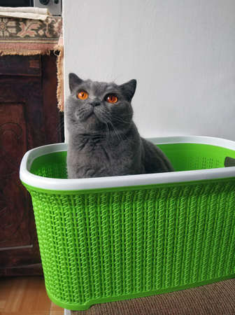 British shorthair cat in a basketの写真素材