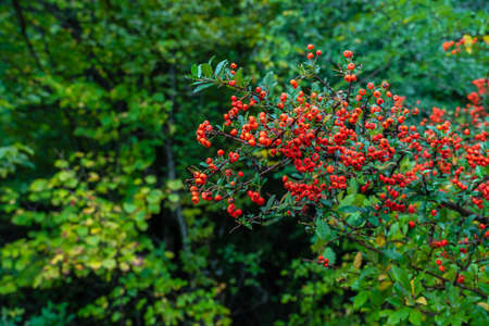 Pyracantha fruit on a branchの写真素材