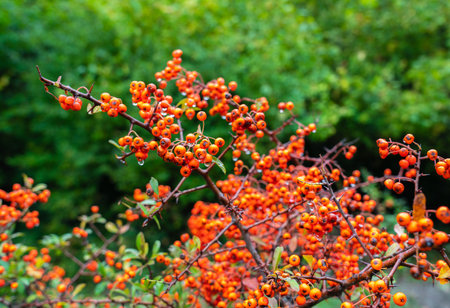 Pyracantha fruit on a branchの写真素材