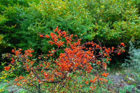 Pyracantha fruit on a branchの写真素材
