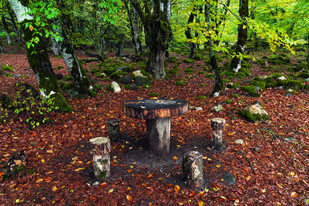Picnic spot in the forestの写真素材