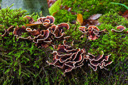 Mushrooms are parasites on mossy tree stumpの写真素材