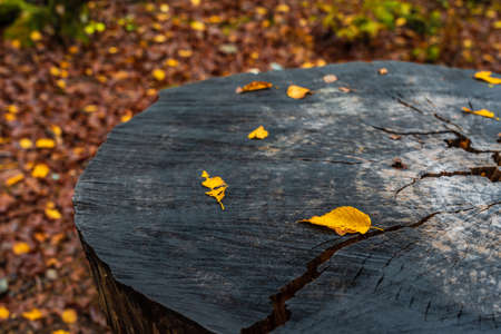 Yellow autumn leaves on tree stumpの写真素材