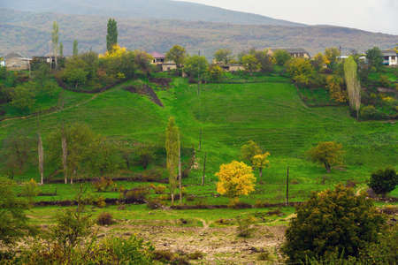 Yellow trees on a green meadow in the villageの写真素材
