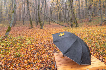 Yellow autumn leaf on an umbrellaの写真素材