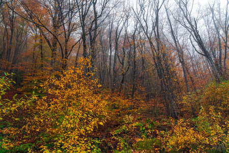 Beautiful yellow autumn forestの写真素材