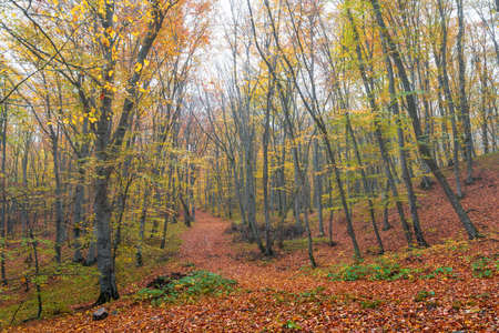 Mysterious autumn wet forestの写真素材