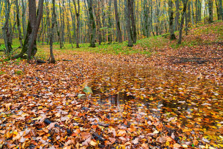 Yellow dry autumn leaves in the forestの写真素材