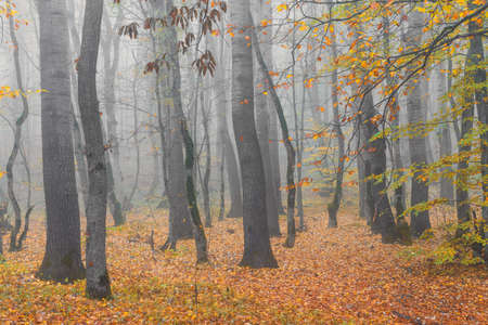 Mysterious autumn foggy forestの写真素材