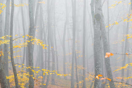 Mysterious autumn foggy forestの写真素材